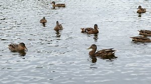 Ducks On Pond Ducks Ducklings Swim Stock Footage Video (100% Royalty-free) 1035231440 | Shutterstock