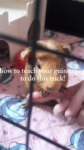 Training Your Guinea Pig: Step-by-Step Tricks