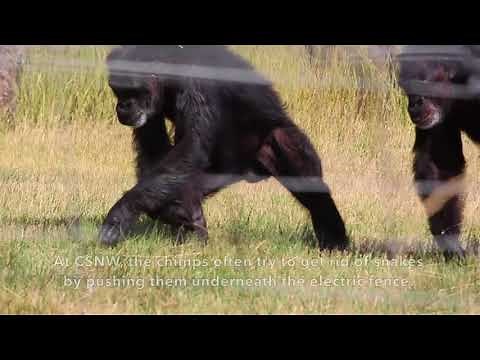 Chimps react to snakes