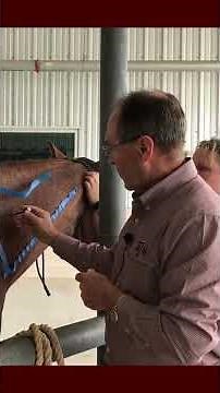 How to give a horse an Intramuscular Injection