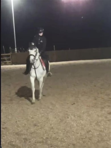 Bro is actually iconic!! #fyp #forupage #horses #troting #horseriding @Nicole @Kerry Armstrong