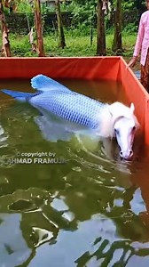 Nenek dapat ikan unik,apakah ini sjenis kuda sungai. (horse and fish genetics). #funny #animal #nenek #AI | Ahmad Framuja