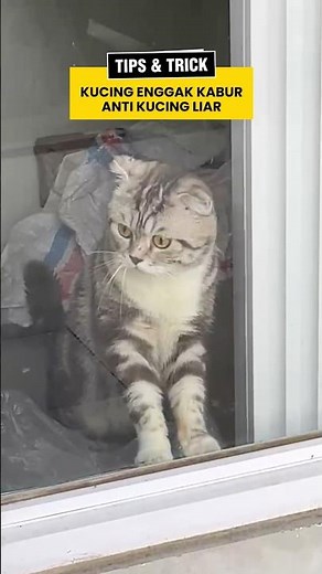 Cara supaya kucing enggak kabur kaburan 😬