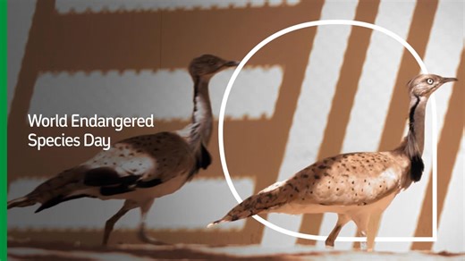 61M views · 199K reactions | With its vast landscape, the Kingdom is home to many species, enriching its biodiversity As we celebrate the #EndangeredSpeciesDay, we work towards protecting our wildlife, aiming to ensure a safe haven for endangered species to thrive aramco.com #aramco | aramco | Facebook