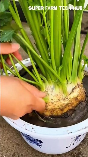 Growing celery from bulbs, the plants grow evenly and thrive green #farminglife #farming #harvesting