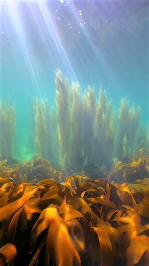 Best Underwater Moments of 2025: Marine Wildlife Highlights