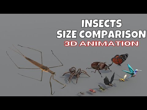 Insects Size Comparison | Blender 3D Animation | Real Scale 3D Comparison