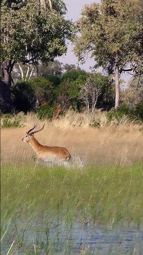 Lechwe galloping through the Okavango Delta water
