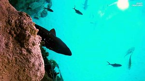 Meet the ghost shark that lives where light never reaches
