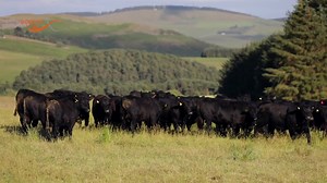 1.7K views · 45 reactions | Aberdeen Angus breeder and Cogent partner...