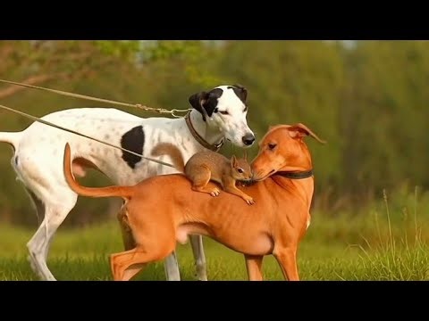 Morning Sprint with Pure Power | These Dogs Will Steal Your Heart 🐕⚡