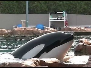 SeaWorld Orlando Clips (July 2004)