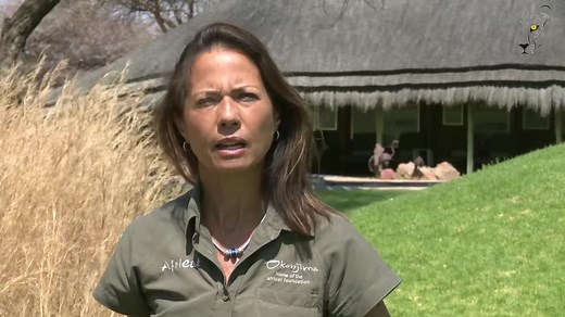 World Pangolin Day | AfriCat Foundation Pangolins, particularly the Temminck’s Ground Pangolin found in Namibia, remain poorly understood. In the Okonima Nature Reserve of Namibia, we are fortunate to have a thriving population of these remarkable creatures. Given their status as one of the most trafficked and endangered mammals globally, it is imperative to gain insights into their basic ecological requirements, as well as the threats they face. Our research endeavors focus on studying free-ran