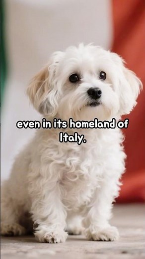 The Noble Bolognese | Italy’s Royal Toy Dog