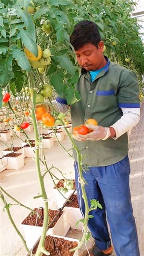 Hydroponic tomato Harvesting 🍅 #tomatoharvesting #tomatoharvest #hydroponicfarming