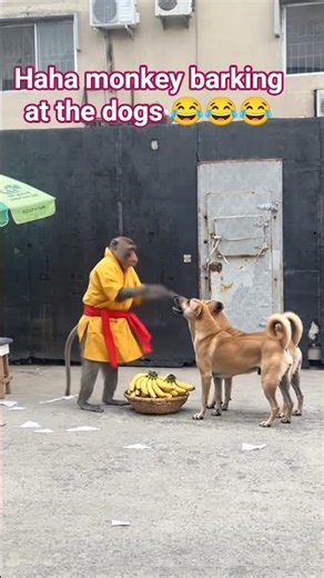 see how the monkey barking like a dog because of banana #funny