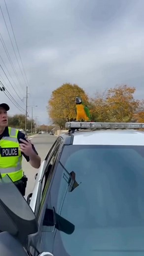 Bird angry police 😄 #fypシ #talkingparrot #grandma #CockatooLife #parrots #cockatoo #viral #reel #ParrotComedy #FunnyPets #FamilyVibes #ViralBaby #CuteAnimals #ComedyShort #8KUltraRealistic #BabyAndDog #TalkingBird #ComedyShort #ViralShort #SmartParrot #ParrotDrama #ComedyClip #CuteAnimals | K1 Froocoo