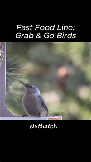 Such an Efficient Fast Food Line! | Grab & Go Birds