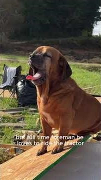 Two Dogs Helped Me Build This House. Kinda. #fairytalebuild, #mysterycabin, #offgridlife