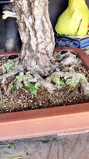 10K views · 66 reactions | Bonsai Workshop! | Bonsai Vietnam | Facebook
