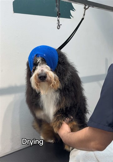 Grooming a Bernedoodle Puppy: Tips and Tricks