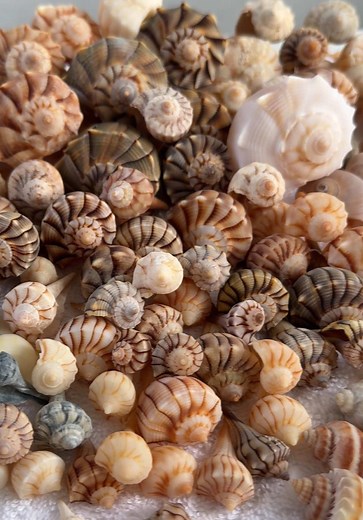 Stunning Shell Haul from Pass-a-Grille Beach