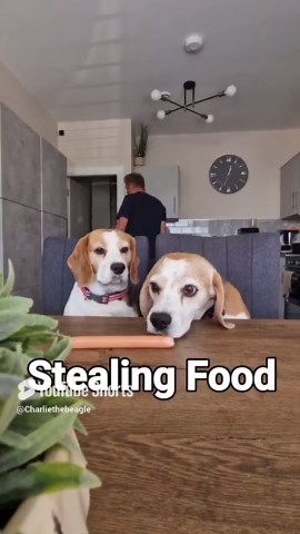 Crimes My Beagle Is Guilty Of