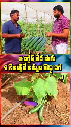 #shorts English Cucumber farming..ఇంగ్లీష్ కీర సాగు 100 టన్నుల దిగుబ‌డి #manalocalfarmer
