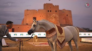 34K views · 1.9K reactions |  FUJAIRAH ARABIAN HORSE BEAUTY...