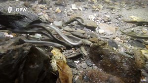 3.1K views · 35 reactions | Congratulations to the team from Tobin...