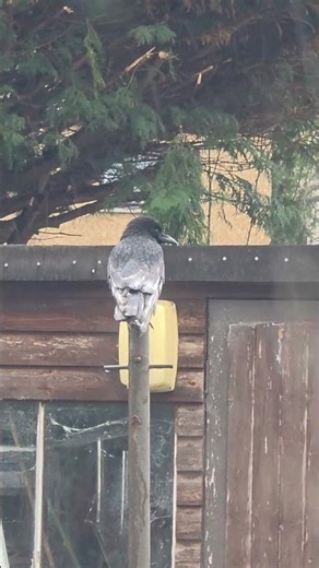 just a magnificent Crow in the rain 🖤 #crows #wildlife #birdwatching #bird
