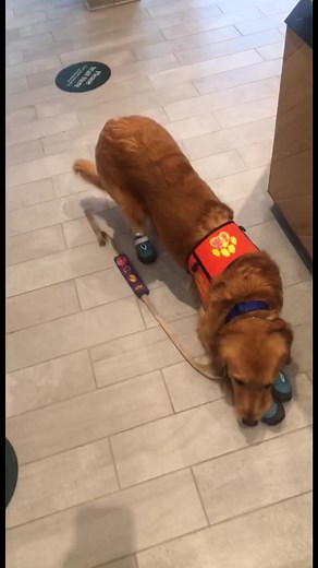 Service Dog for Depression and ADHD: A Lifeline for Mental Health