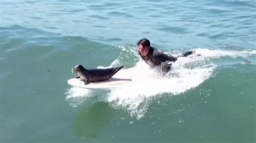 Meet Sammy, the surfing seal from San Diego
