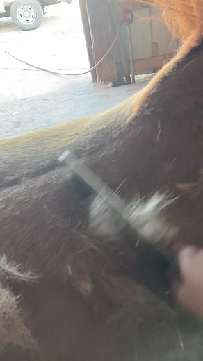 Rasp tool shedding trick 🐴 Please forgive my video quality! #barnhack #horsehack #springtime #ranchmama #horses #equine #longlivethehorse #fyp
