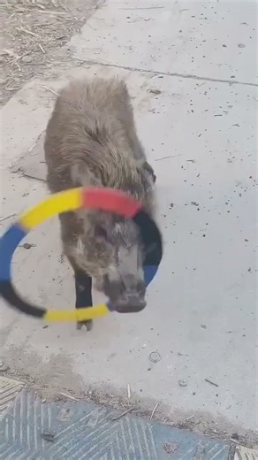 This Pig Understood the Assignment 🐷