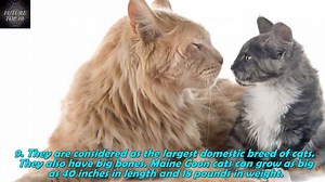 26K views · 571 reactions | Maine Coon Cat Lovers on Reels | Facebook