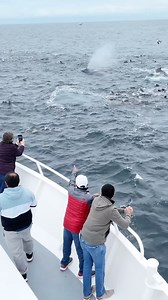 1K views · 640 reactions | We came across a bit of a feeding frenzy...