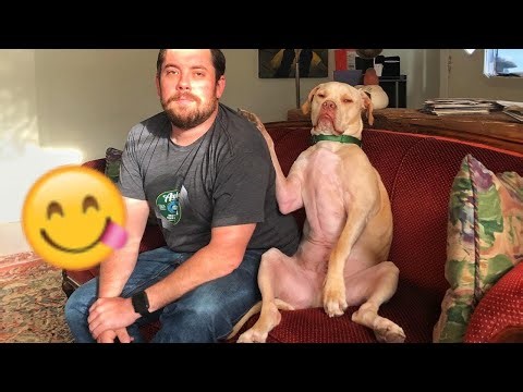 The best funny dog fart jokes - try not to laugh🐶🤣