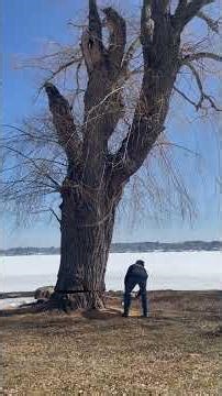 Willow Cutting Turtle Lake Sizwheel Notch ASMR Wood Fiber Crackling Sound #tree #twincitiestreetalk