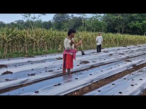 FARMERS CAN VERY QUICKLY MAKE MULCH HOLES IN SECONDS WITH SIMPLE TOOLS! -Agriculture Farming
