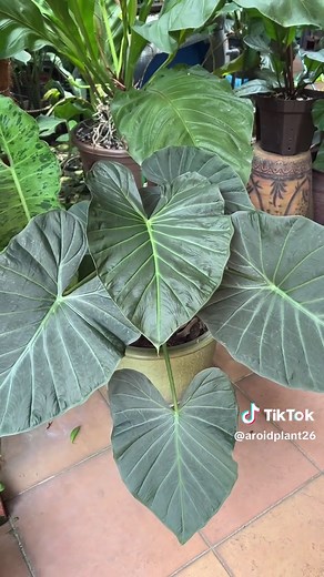 Alocasia “Regal Shield”also known as an elephant ear plant