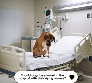 88K views · 8.3K reactions | Should dogs be allowed in the hospital with their dying owners? | PupWeekly | Facebook