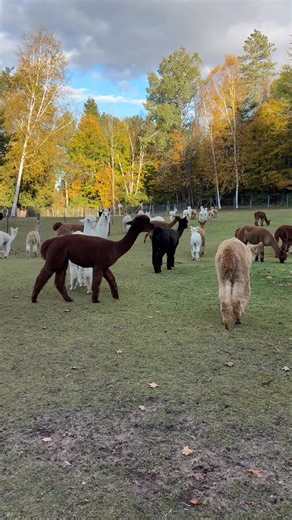 4.2K views · 122 reactions | Our farm continues to be open this week Monday-Saturday 10 AM - 5 PM. Starting next week our hours will change slightly. As a reminder, our Animal Park and Alpaca petting/feeding is now CLOSED for the season! Don’t worry however- we still have many alpacas available for viewing while you shop for your favorite alpaca goodies  | Crystal Lake Alpacas | Facebook