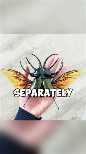 Top5 Strange Insect Mutations Discovered Recent
