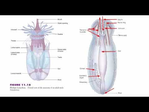 Acanthocephala, Priapulida and Phylogenetic Considerations| Zoology| ADP-I