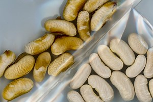 Engineering Seeds to Resist Drought