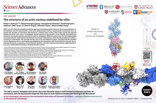 📣 We are excited to share that our collaborative team has solved a basic mystery about the cytoskeleton. For half a century, biologists have known that actin filaments shape a cell’s internal architecture and drive its movements. But one key question lingered: How does an actin filament actually start forming in the first place? In our new paper, we uncover the mechanism that kicks off filament formation - solving a fundamental puzzle at the heart of cell biology. By using x-ray crystallography
