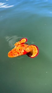 This strange creature is fittingly named a Spanish dancer 💃 Part or the unique nudibranch family species, soft-bodied molluscs shed their shells after their larval stage. With its striking red-orange colour, an adult Spanish dancer will grow to between 20 and 30-centimetre long. Found throughout the tropical and subtropical waters of the Indo-Pacific area, these harmless creatures certainly like to put on a show. 📹 by IG: oahuoceanadventures | Euronews Green