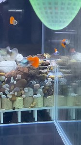 Vietnam Vlog Part 1 🇻🇳 This farm has strains I have never seen before and I was really impressed by how organized the setup was. There are also some tips and learnings for guppy breeders, so make sure to finish the whole video 😉 Abangan ang part 2 (bigger farms, mind-blowing strains)! 🤯 #MRGuppy #guppyphilippines #GUPPYVIETNAM #guppybreeder #guppyfish #guppy #fypシ゚ #viralvideoシ | MR Guppy