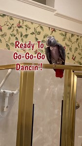 Who remembers Go Go Dancing? This is my version! #einsteinparrot #EinsteinTheParrot #FunnyParrot #parrots #africangreyparrots #talkingparrot #ParrotVideos | Einstein the Talking Texan Parrot